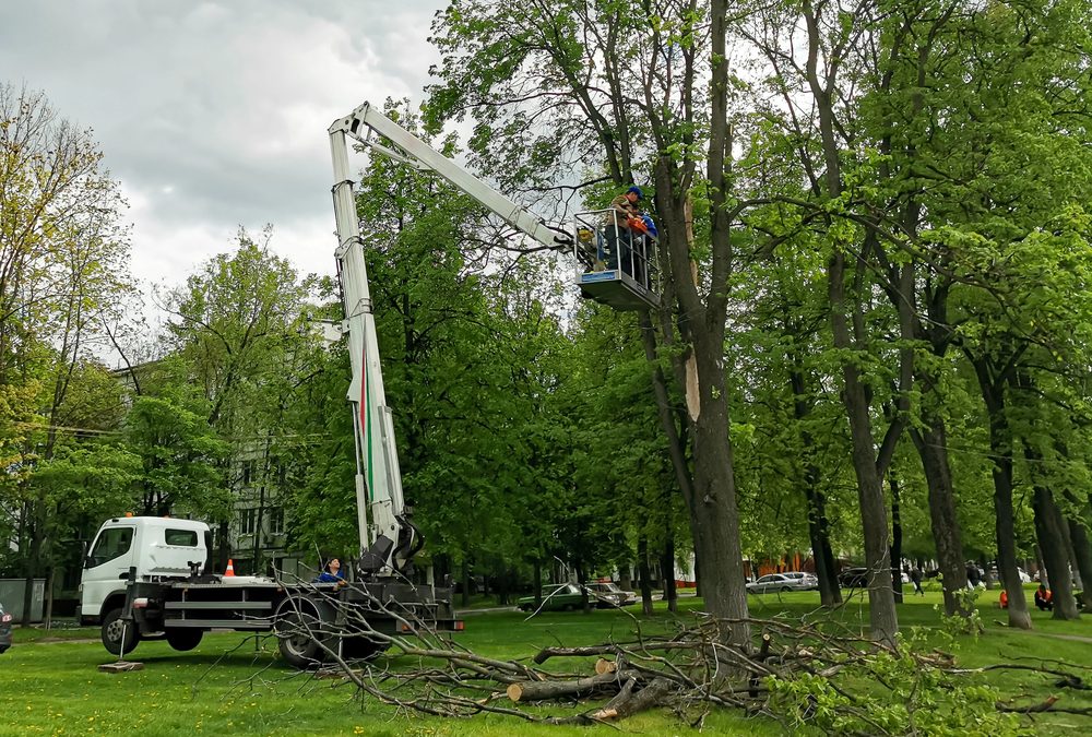5 Signs You Need Tree Removal at Your Charleston SC Property